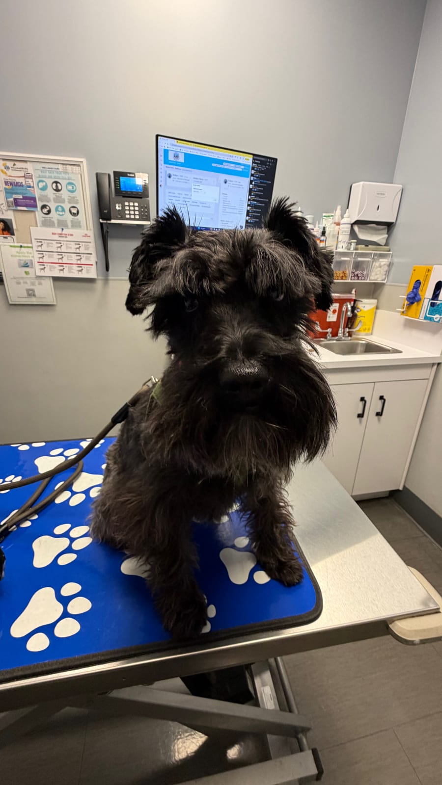 Butters standing on an examination table at the veterinarian
