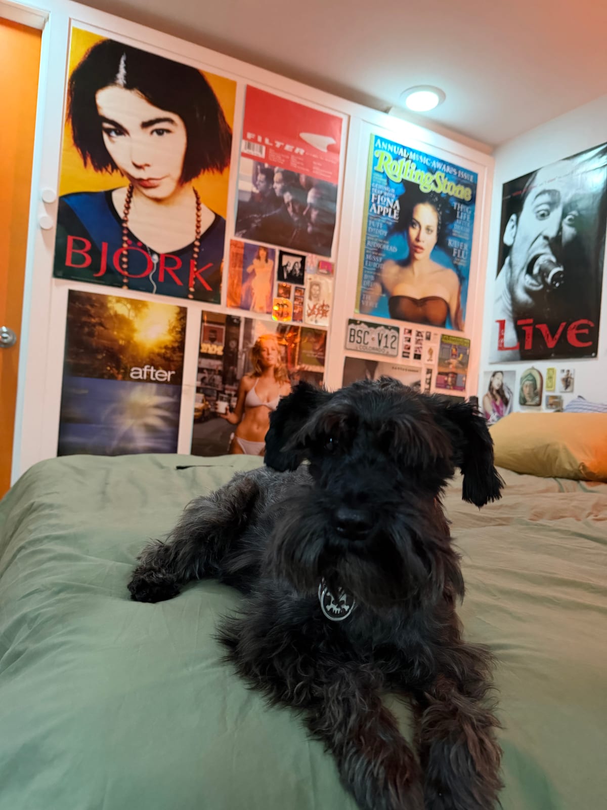 Butters relaxing on a bed