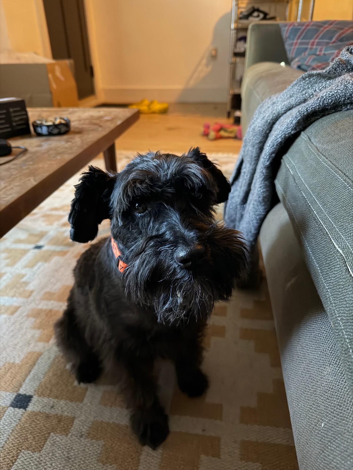 Butters sitting beside a couch