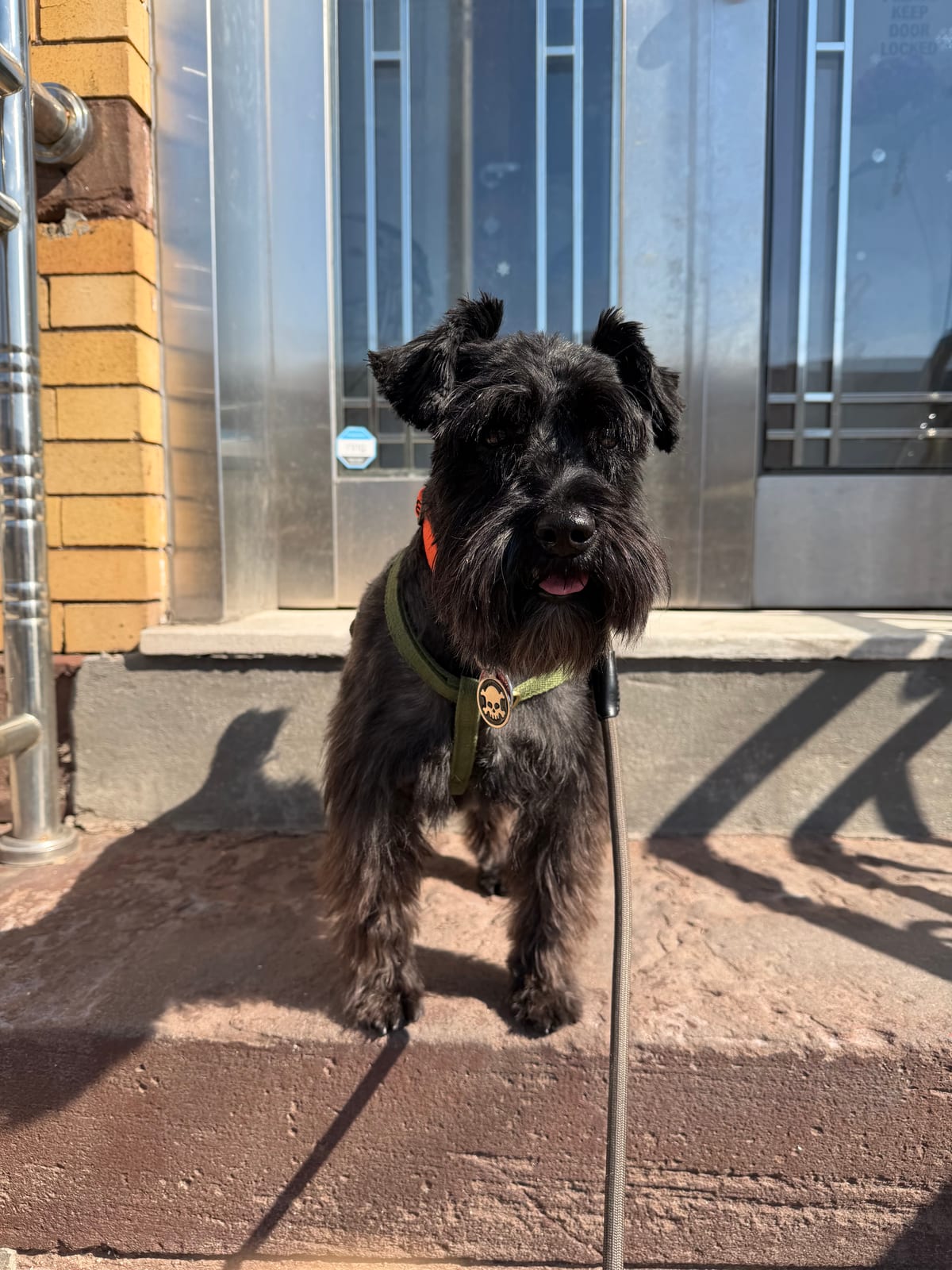 Butters standing outside in the sun