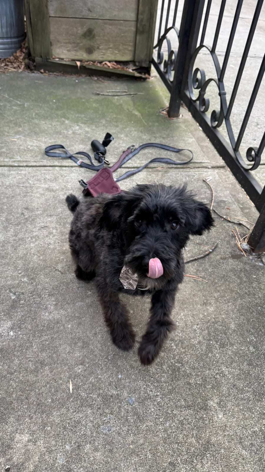 Butters licking his nose on a sidewalk